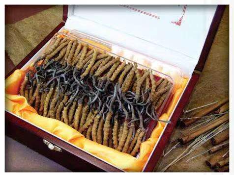 坡心镇冬虫夏草回收